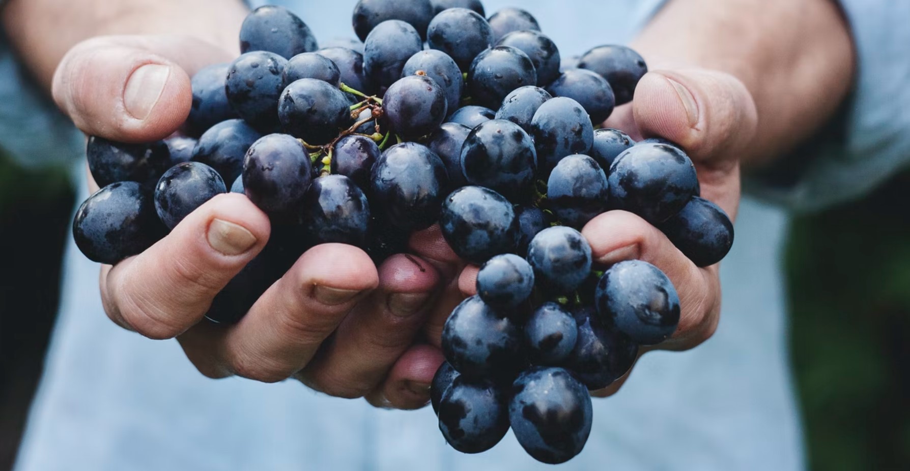 Cupped hands holding bunch of black grapes 
