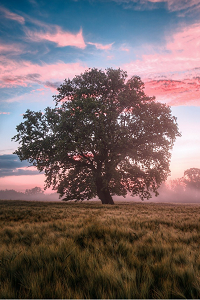 A picture of a very large oak tree standing in an open field with a pink-tinged sunset in the background.