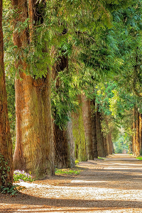 Trees with green foliage leaves and pathway 