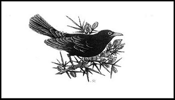 Blackbird drawing, symbol of Seamus Heaney Centre
