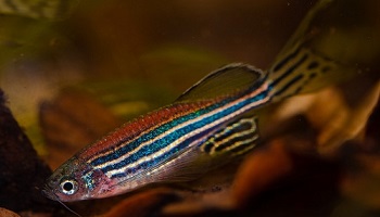 Zebrafish - striped in red, blue and green - swimming at bottom of river