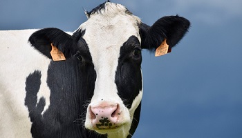 Black and white Holstein-Friesian dairy cow 