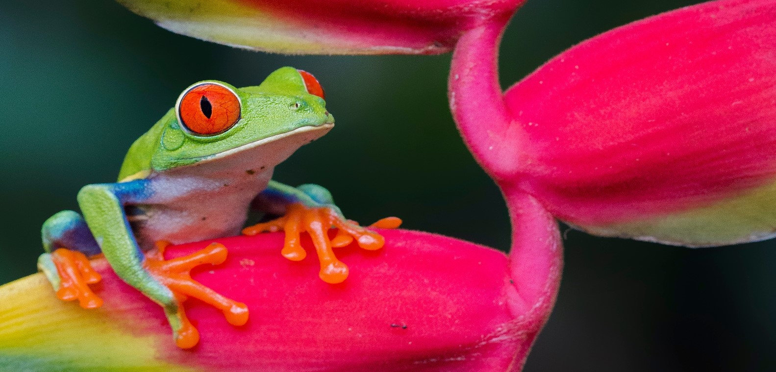 Small green frog with bulging red eyes and orange fingers sitting on bright pink flower